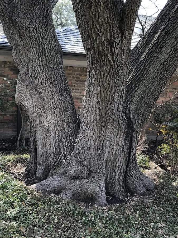 Mature heritage tree close to a Canal Winchester property cared for by certified arborists